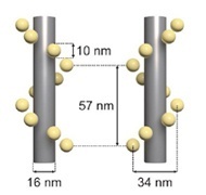 电镜纳米螺旋标尺的图?/></a></div> <div class=