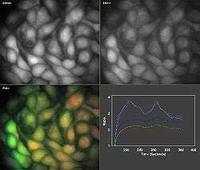 MetaFluor离子比例成像分析系统的图?/></a></div> <div class=