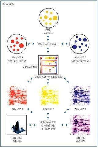 荧光差异蛋白表达分析系统Ettan DIGE的图?/></a></div> <div class=